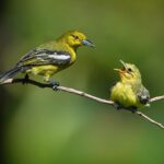 Customer Favorites: Top Picks from Geprek Bensu Bandung's Menu